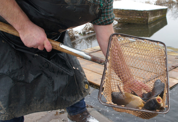 Mehr Bio-Karpfen für Bayern?
